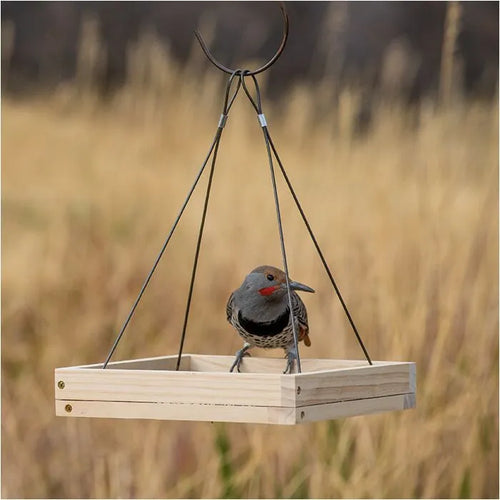 Perky-Pet® Hanging Tray Bird Feeder (1.6 lb)