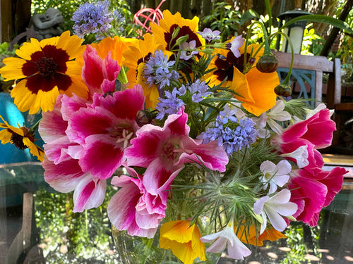Renee’s Garden Scatter Gardens  Colorful & Carefree Annual Wildflowers