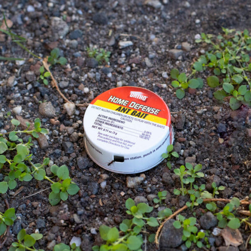 PIC Ortho Home Defense Ant Killer